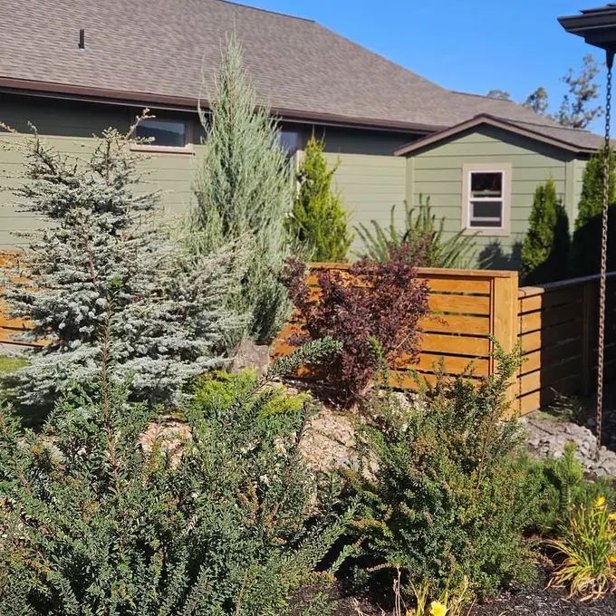 Garden fence and shrubs